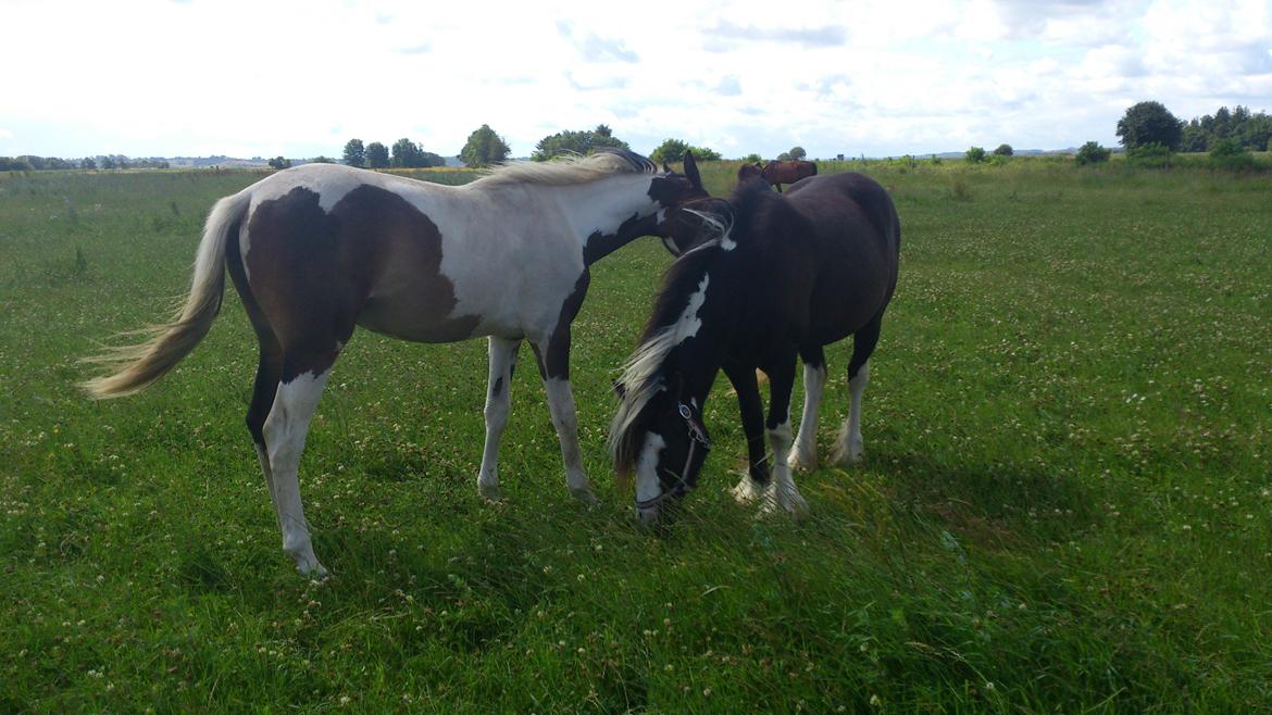 Tinker "Lunte" Kijofregs Arizona billede 12