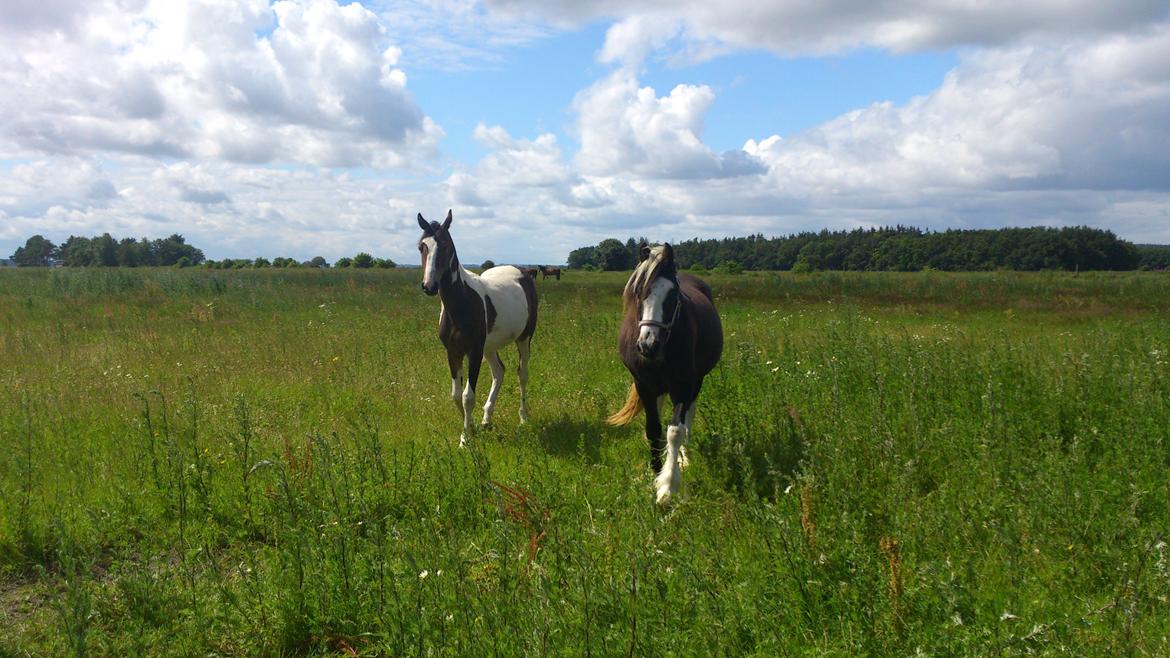 Tinker "Lunte" Kijofregs Arizona billede 13