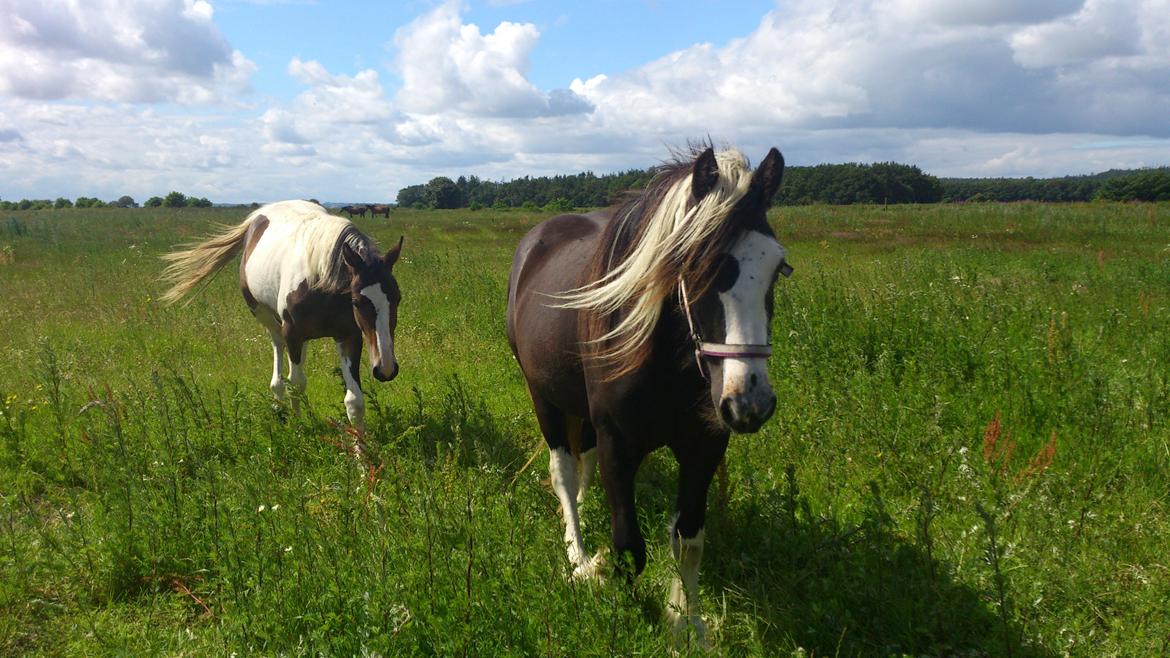 Tinker "Lunte" Kijofregs Arizona billede 14