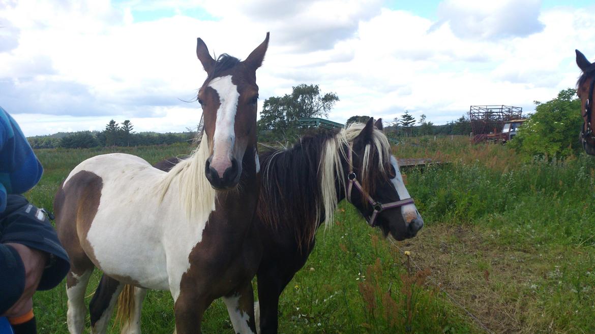 Tinker "Lunte" Kijofregs Arizona billede 15