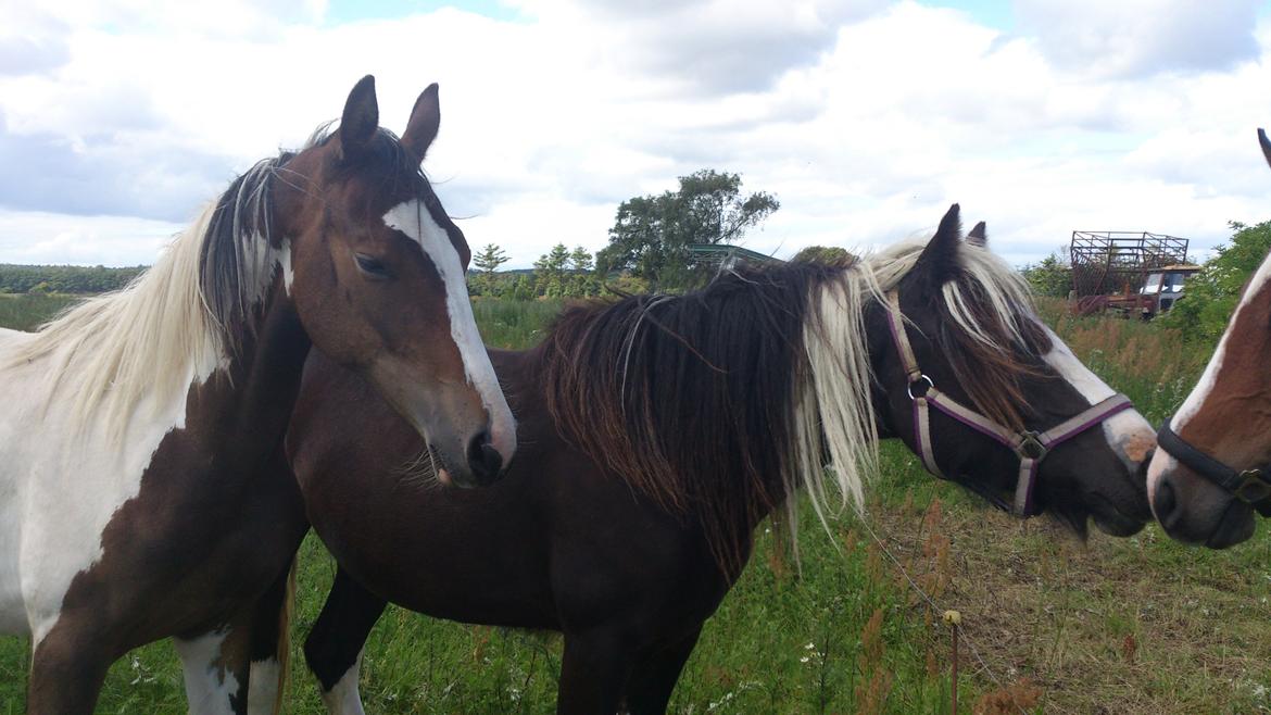 Tinker "Lunte" Kijofregs Arizona billede 16