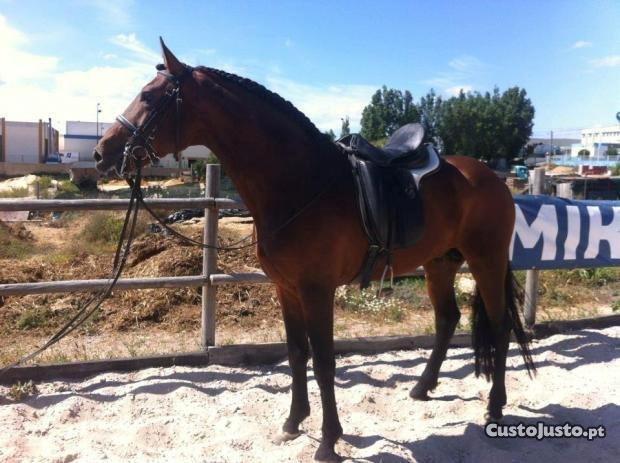 Lusitano Café - Det billede jeg blev vist af ham nede i Portugal. billede 8