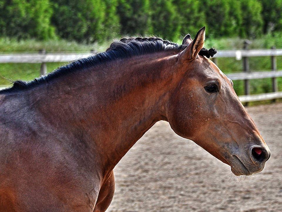 Lusitano Café billede 11