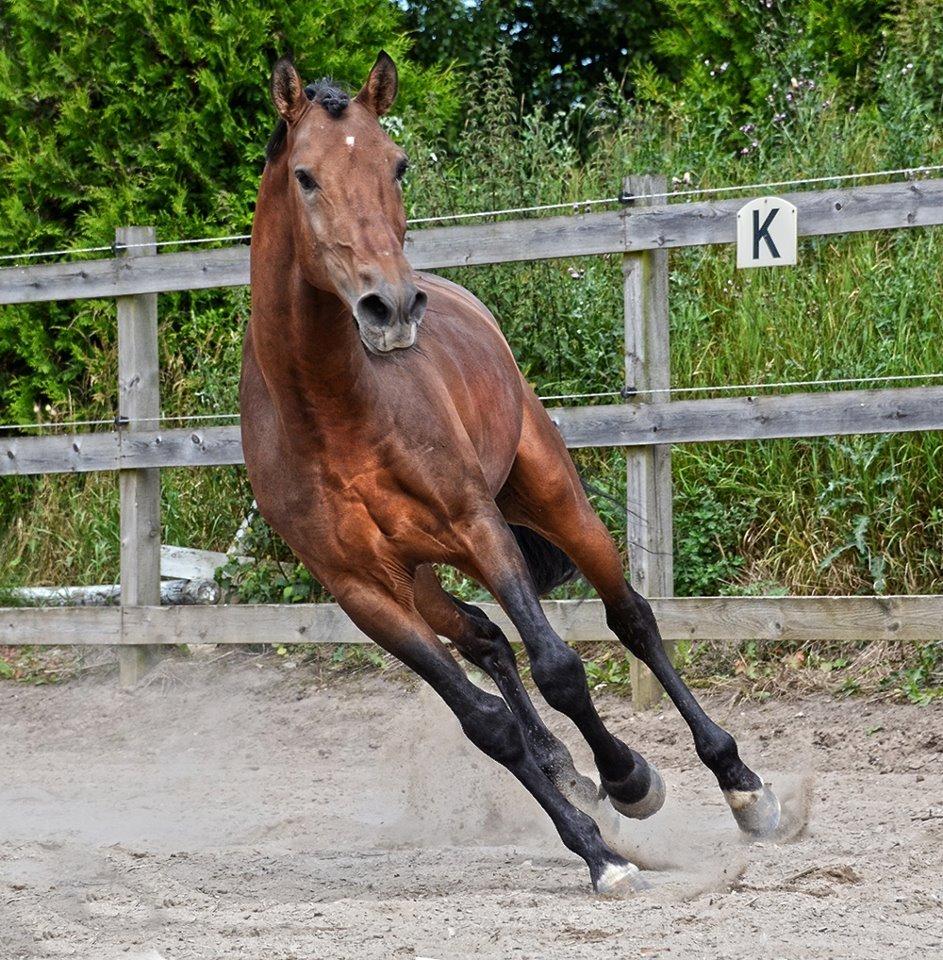 Lusitano Café billede 12