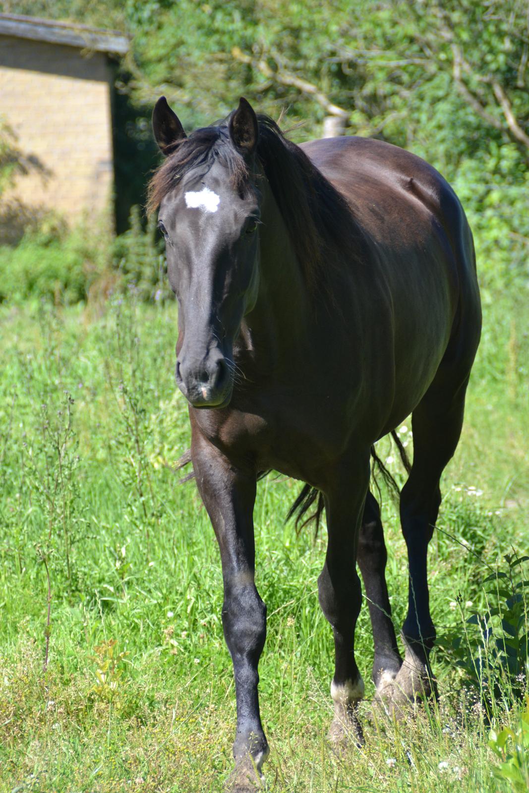 Dansk Varmblod Lammehaven's Rosita (Baby) - August 2012 billede 2