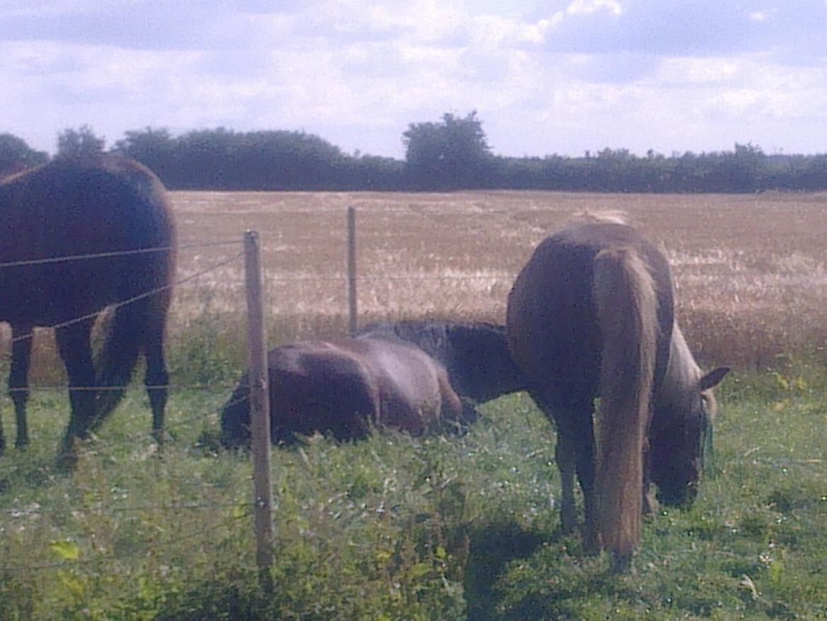 New Forest Lillehøjs Mirell - når man ikke gider at stå og spise kan man lige så godt ligge ned og gøre det  billede 19