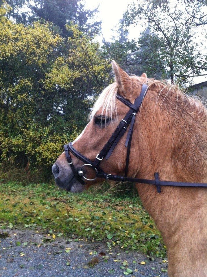 Anden særlig race Hedebo's May Rider *Aflivet* - Lytter efter mor!♥ billede 16