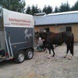 Dansk Varmblod elonias amazing donna. billede 7