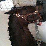 Dansk Varmblod elonias amazing donna. billede 8