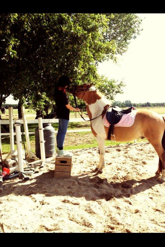 Anden særlig race • Amigo billede 14