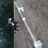 Dansk Varmblod elonias amazing donna. billede 10