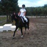 Dansk Varmblod elonias amazing donna. billede 11