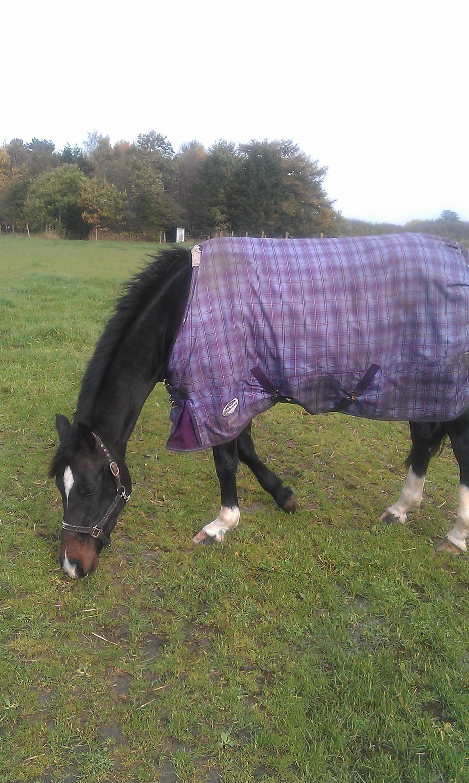 Dansk Varmblod elonias amazing donna. billede 12