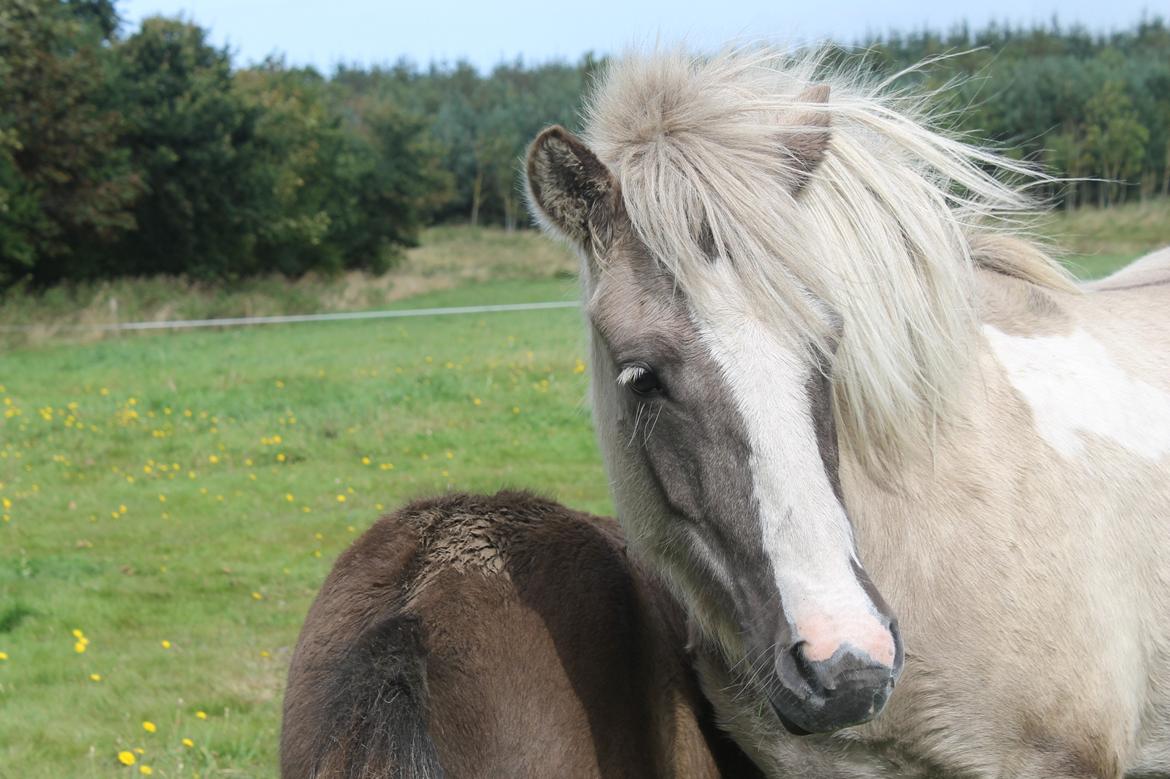 Islænder Fína fra Stald Prahl billede 4