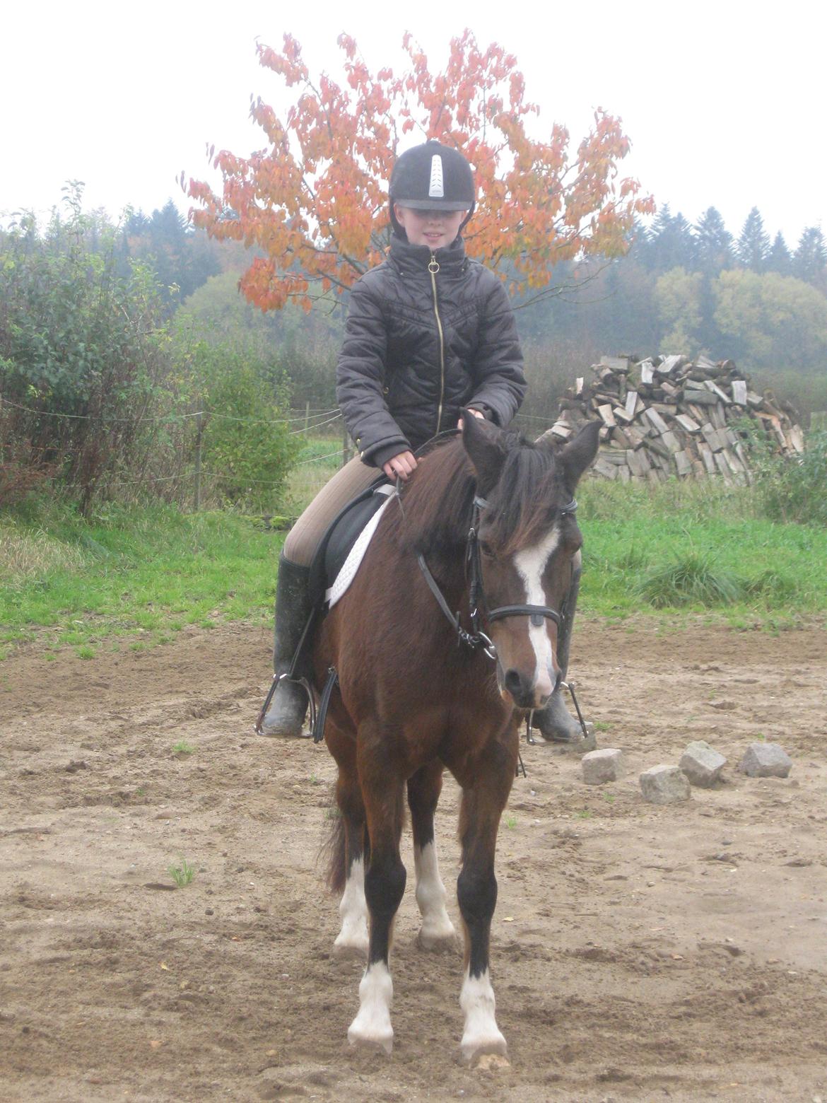 Anden særlig race Sir Bob - Efterår 20/10 2012
. billede 15