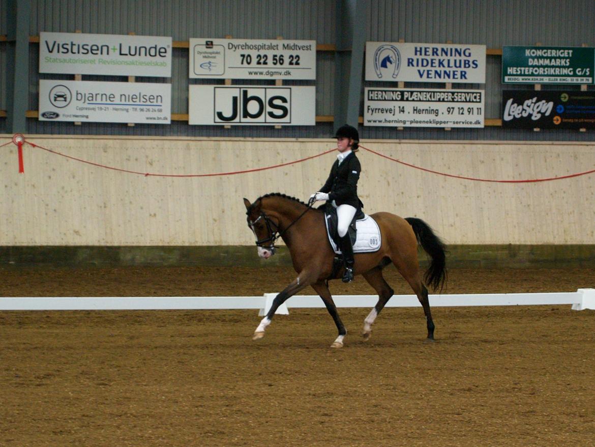 DSP Spartacus (A-pony) SOLGT billede 18