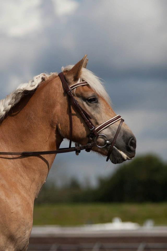 Haflinger Vestervangs Asterix! - DM 2012 <3 billede 1