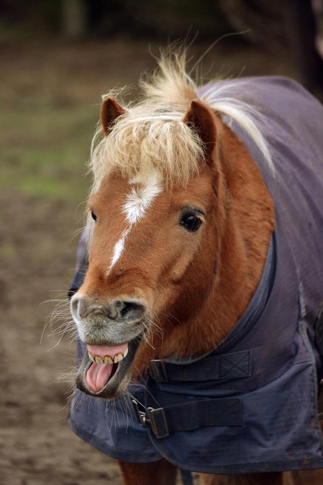 Anden særlig race Ludwig Star - 6) Heste er som stjerner, der er tusindevis af dem, men kun en kan opfylde dit ønske.. Det er den som falder for dig og som du falder for... Jeg faldt for dig Ludwig.. <3 billede 6