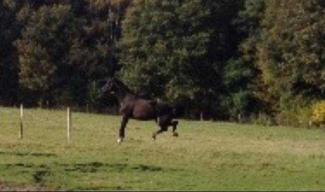 Dansk Varmblod Show man <3 "passer" "privat hest" - showy vild på fold <3 billede 16