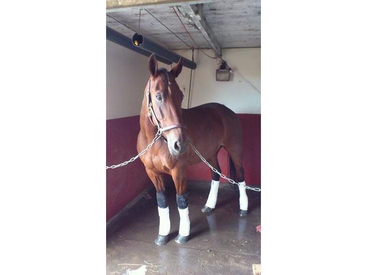 {{currentPhoto.altText}} billede {{currentPhoto.number}}