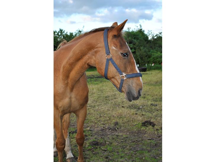 {{currentPhoto.altText}} billede {{currentPhoto.number}}