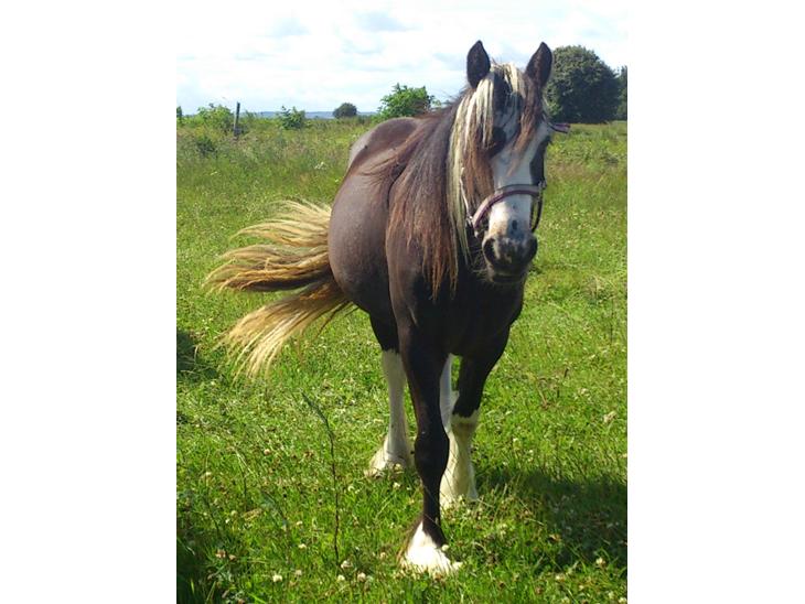 {{currentPhoto.altText}} billede {{currentPhoto.number}}