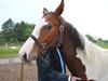 Pinto Pindborgens Bad Boy- solgt [Tidl. hest]