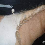 Shetlænder Daisy (himmelhest)