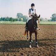 Dansk Varmblod Ellebækgårdens Rasmine