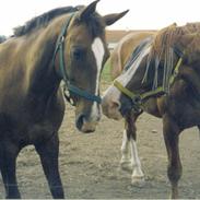 Dansk Varmblod Ellebækgårdens Rasmine