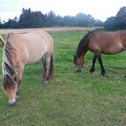 Nordsvensk Skovhest Mira-Bella