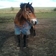 Nordsvensk Skovhest Mira-Bella