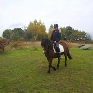 Anden særlig race Lucas.