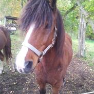 Anden særlig race Lucas.