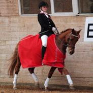 Anden særlig race Red Ready Balou