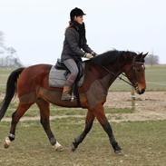 Anden særlig race Bruce