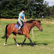 Anden særlig race Bruce