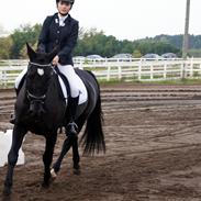 Welsh Cob (sec D) Dark Shadow <3