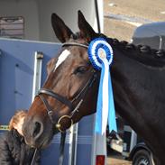 Dansk Varmblod Sundorfs Medea