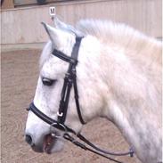 Anden særlig race Spunk <3