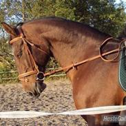 Dansk Varmblod felicity bbh # licity