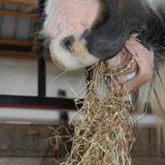 Irish Cob * Luna *