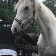 Anden særlig race Easter