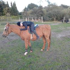 Anden særlig race Capito