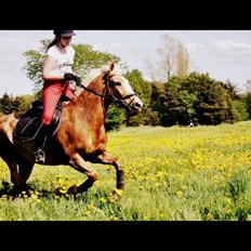 Anden særlig race Pablo