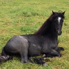 Anden særlig race Mr handsome