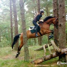 Dansk Varmblod Cissel V