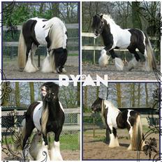 Irish Cob Ryan