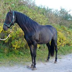 Pura Raza Española YC Bizarro