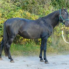 Pura Raza Española YC Bizarro